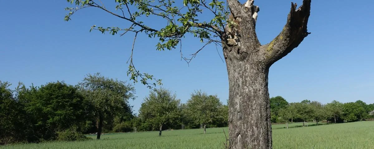 Baum am Wegesrand: Tod und Leben